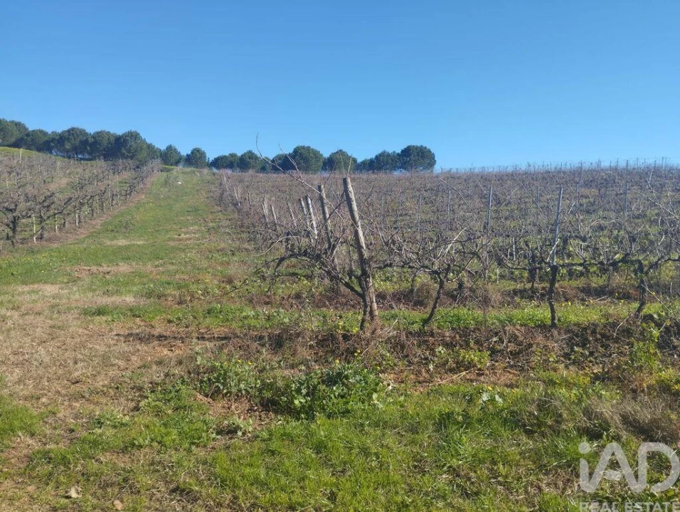 Terreno para Venda em Lamas e Cercal Foto 18