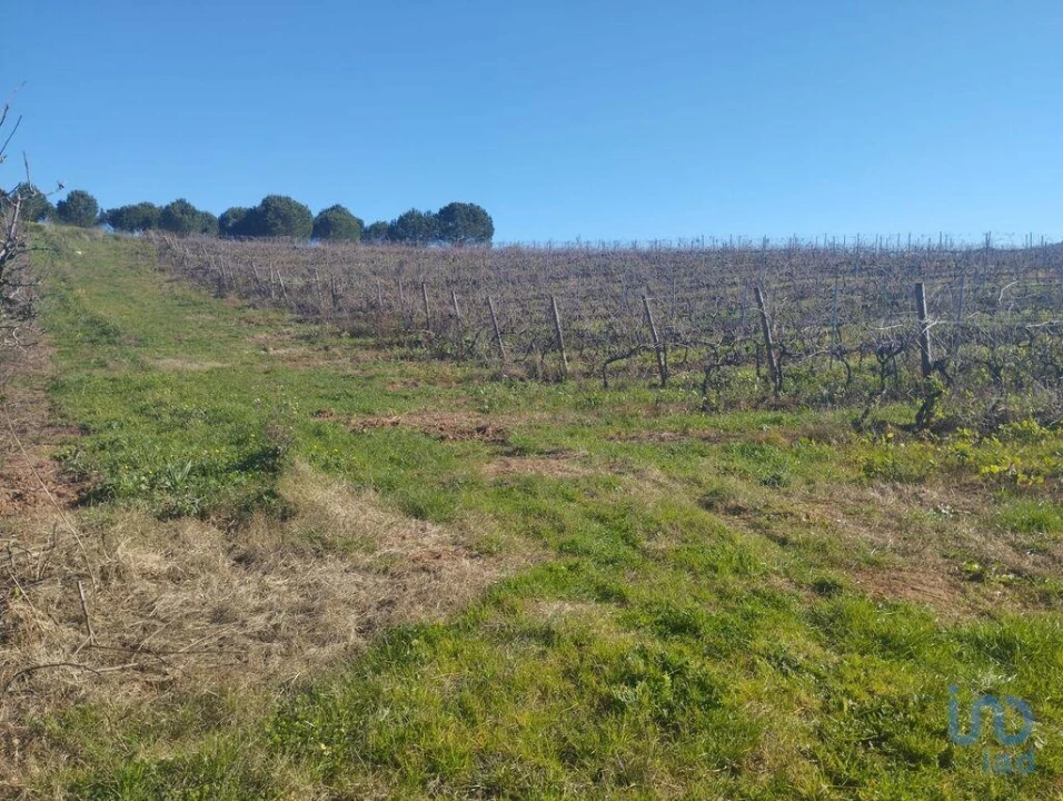Terreno para Venda em Lamas e Cercal Foto 6