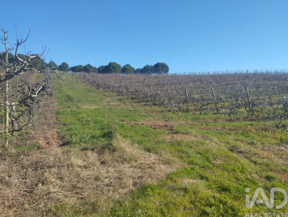 Terreno para Venda em Lamas e Cercal Foto 28