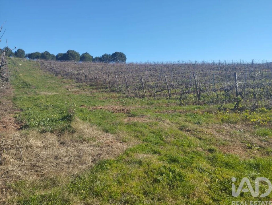 Terreno para Venda em Lamas e Cercal Foto 16
