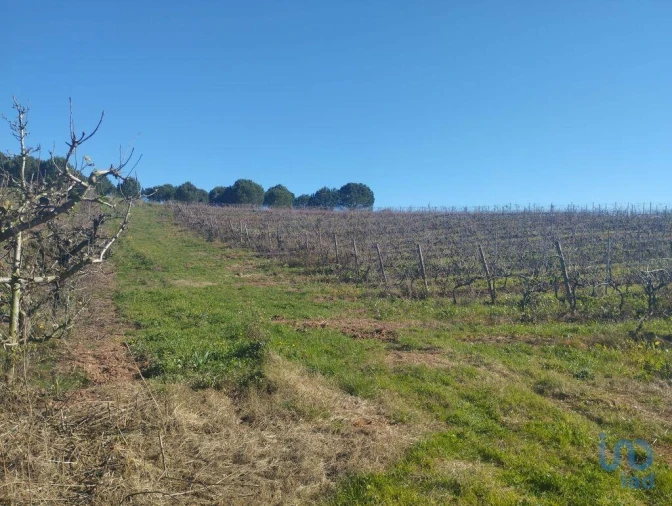 Terreno para Venda em Lamas e Cercal Foto 11