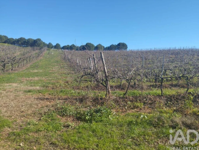 Terreno para Venda em Lamas e Cercal Foto 18