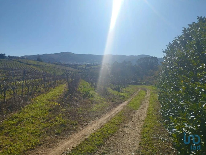 Terreno para Venda em Lamas e Cercal Foto 10