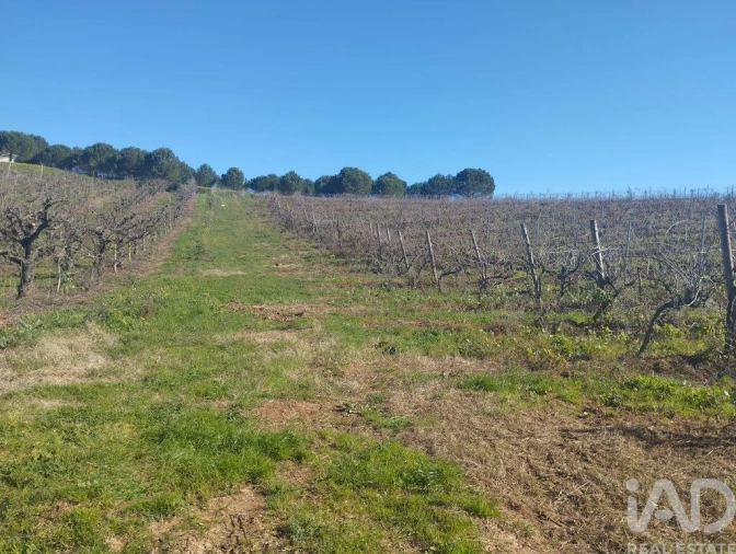 Terreno para Venda em Lamas e Cercal Foto 26