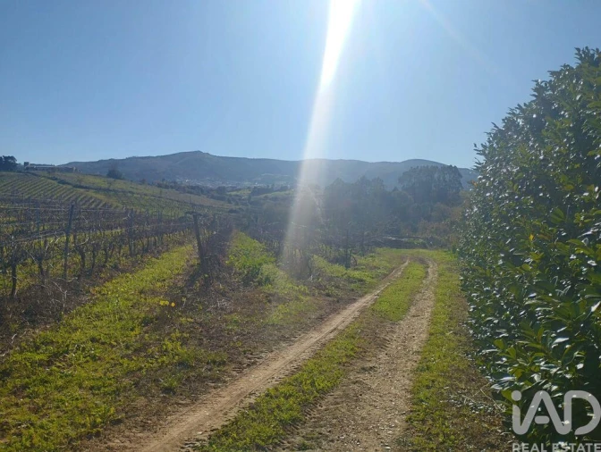 Terreno para Venda em Lamas e Cercal Foto 20