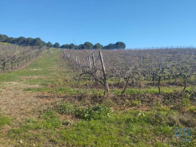 Terreno para Venda em Lamas e Cercal Foto 8