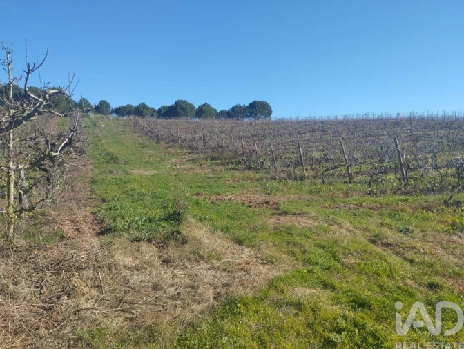 Terreno para Venda em Lamas e Cercal Foto 28