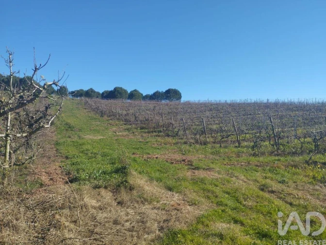 Terreno para Venda em Lamas e Cercal Foto 21
