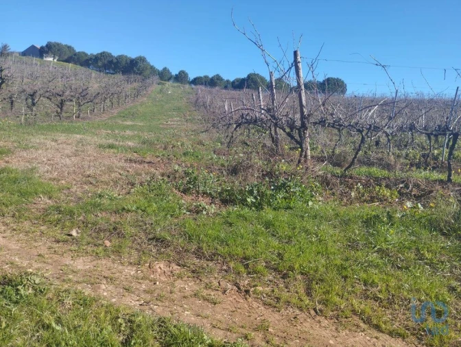 Terreno para Venda em Lamas e Cercal Foto 9