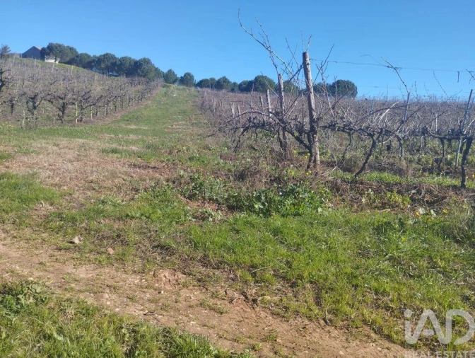 Terreno para Venda em Lamas e Cercal Foto 30