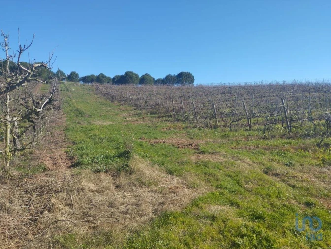 Terreno para Venda em Lamas e Cercal Foto 7