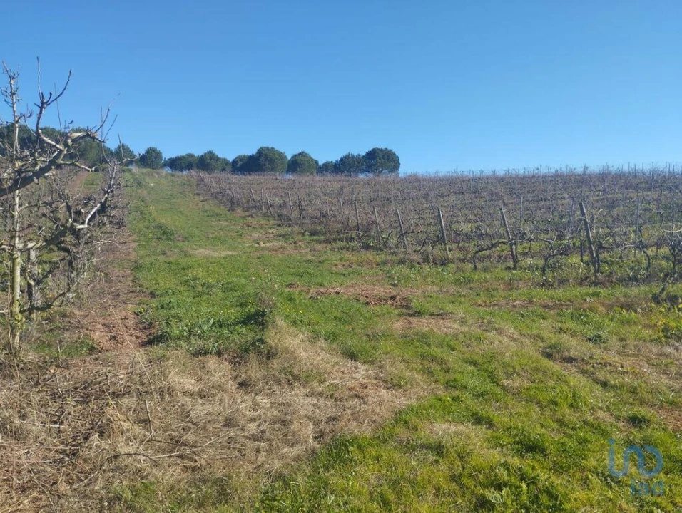 Terreno para Venda em Lamas e Cercal Foto 7