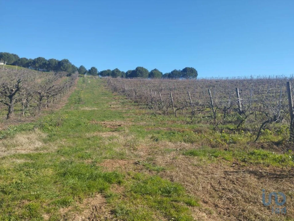 Terreno para Venda em Lamas e Cercal Foto 5