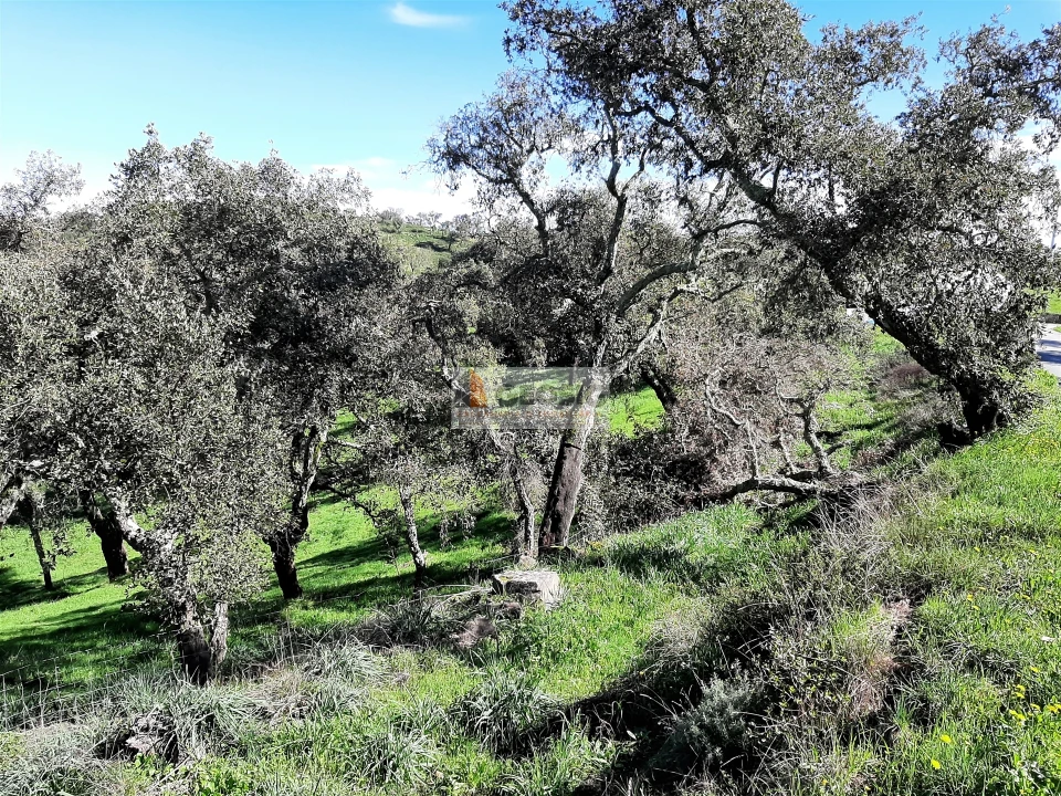 Terreno Agricola ou Rústico para Venda em São Barnabe Foto 1