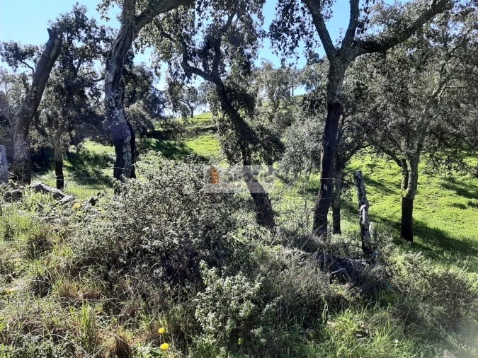 Terreno Agricola ou Rústico para Venda em São Barnabe Foto 4