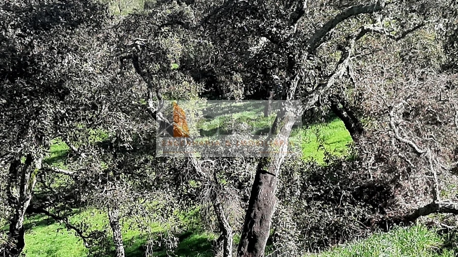 Terreno Agricola ou Rústico para Venda em São Barnabe