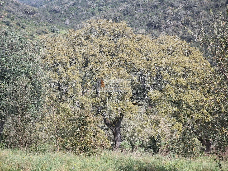 Quinta T2 para Venda em Santa Clara-A-Nova e Gomes Aires Foto 22