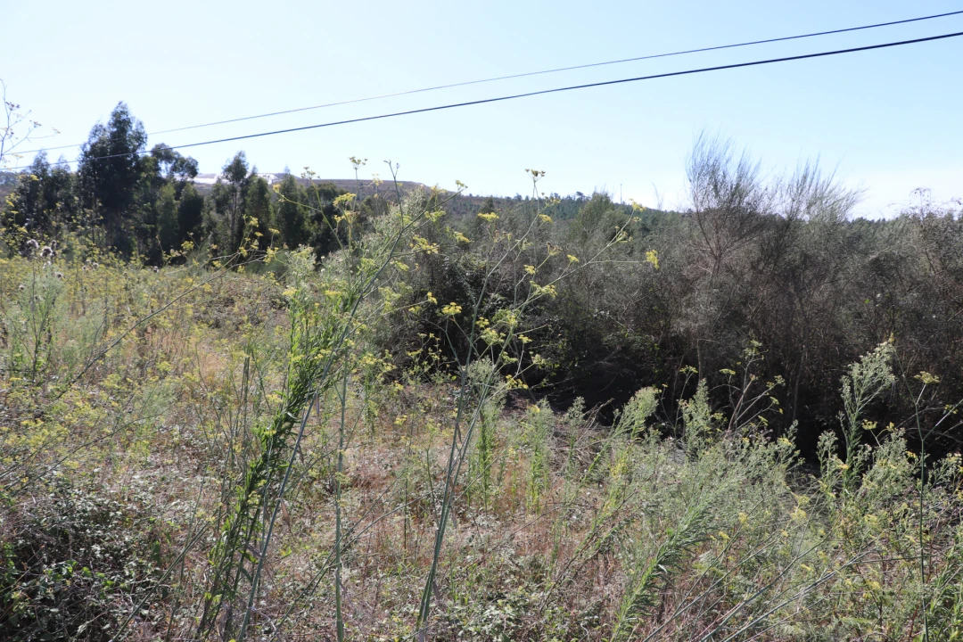 Terreno para Venda em Lustosa e Barrosas (Santo Estêvão) Foto 3