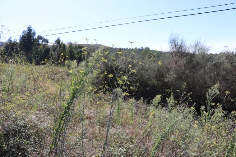 Terreno para Venda em Lustosa e Barrosas (Santo Estêvão) Foto 3
