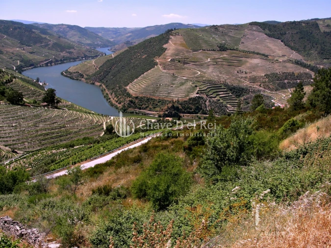 Terreno para Venda em Valença do Douro Foto 4