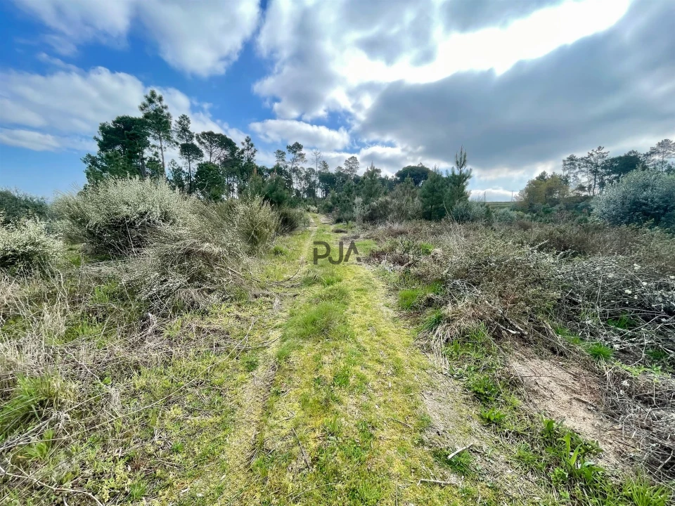 Terreno Misto para Venda em Santar e Moreira Foto 5