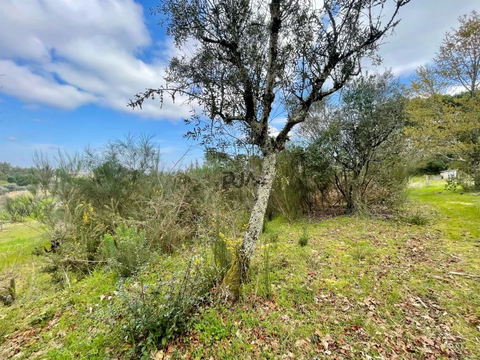 Terreno Misto para Venda em Santar e Moreira Foto 4