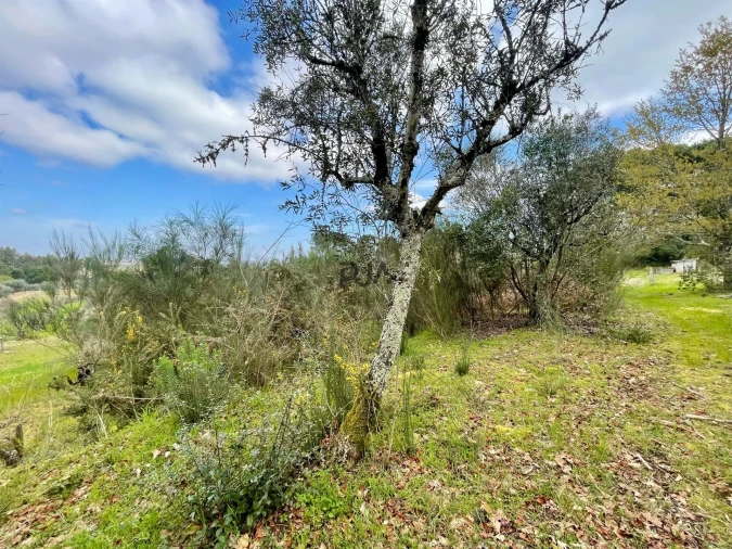 Terreno Misto para Venda em Santar e Moreira Foto 4