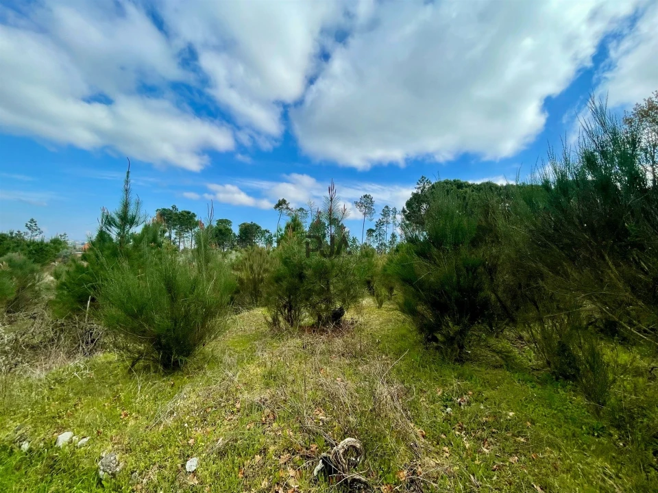 Terreno Misto para Venda em Santar e Moreira Foto 6