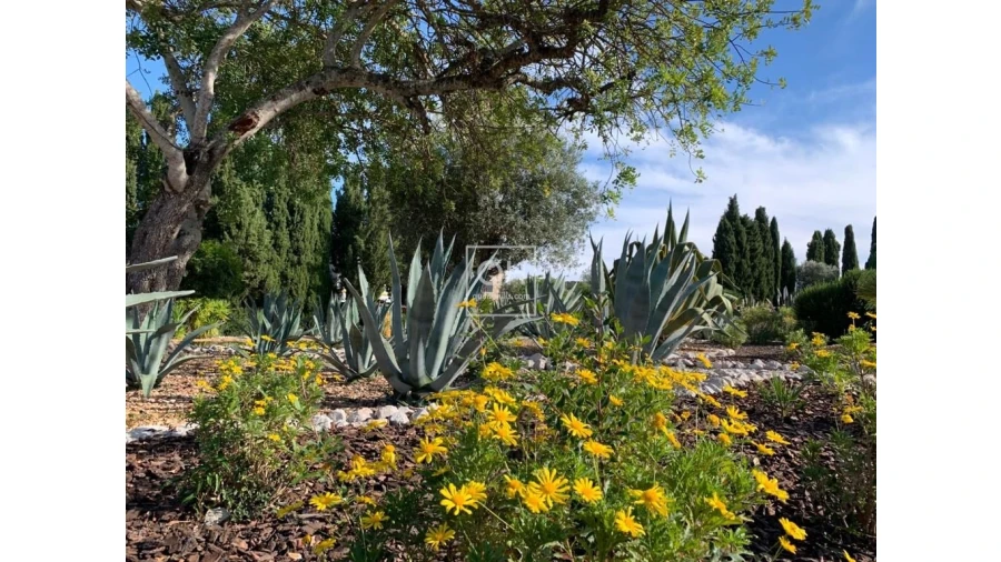 Quinta T12 para Venda em São Brás de Alportel Foto 35
