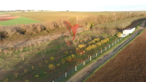 Terreno para Venda em Trigaches e São Brissos