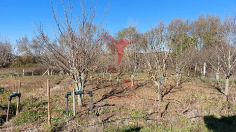 Terreno para Venda em Trigaches e São Brissos