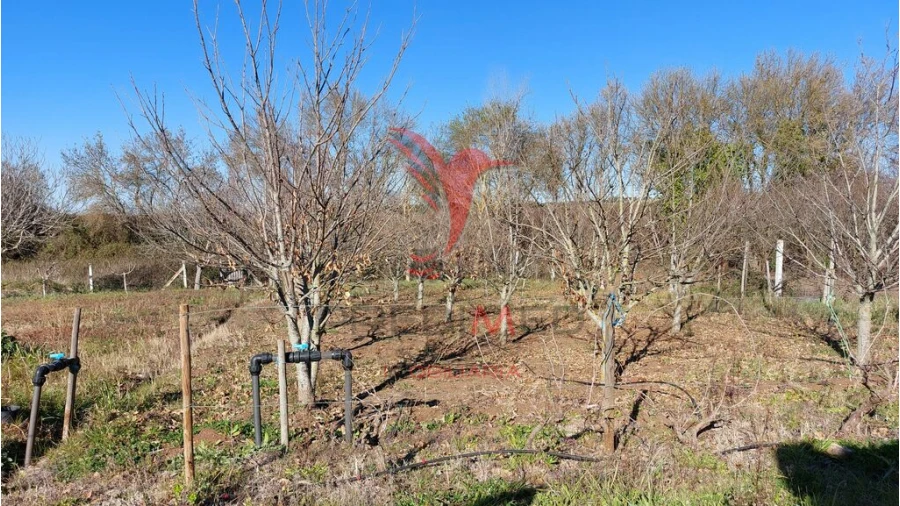 Terreno para Venda em Trigaches e São Brissos Foto 5