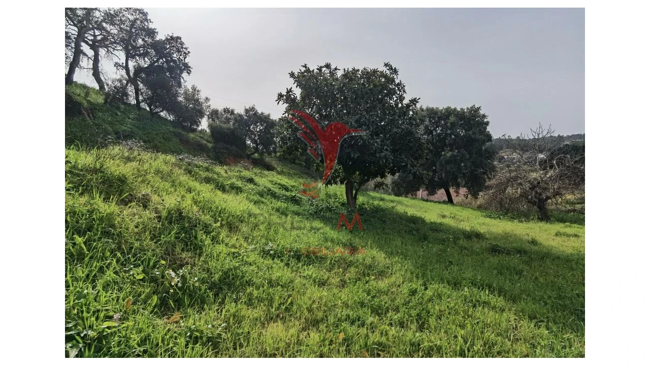 Terreno para Venda em Alcanena e Vila Moreira Foto 9