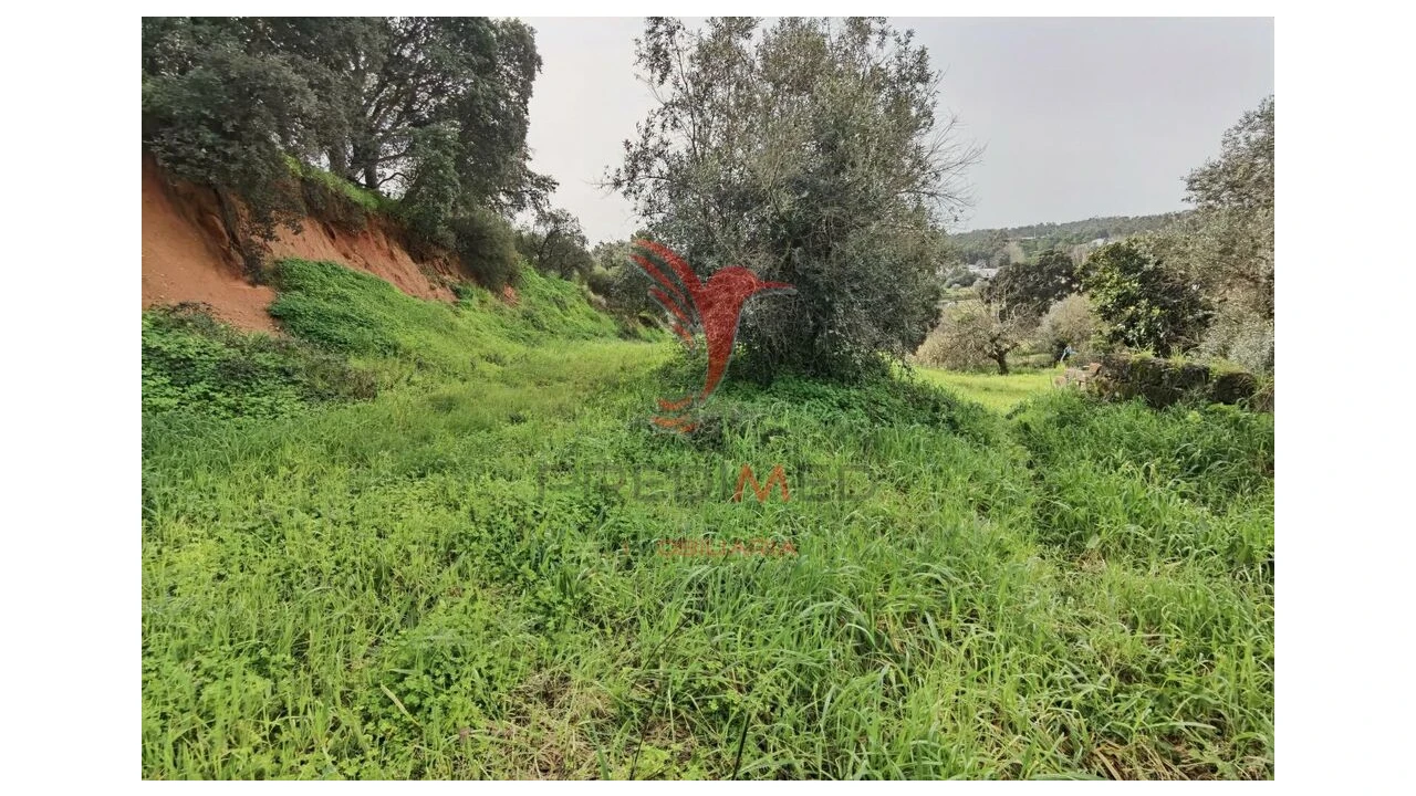 Terreno para Venda em Alcanena e Vila Moreira Foto 12