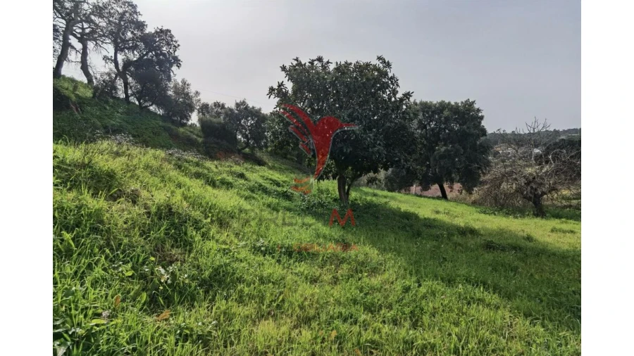 Terreno para Venda em Alcanena e Vila Moreira Foto 9