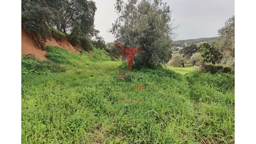 Terreno para Venda em Alcanena e Vila Moreira Foto 12