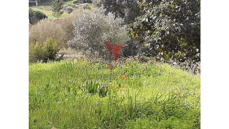 Terreno para Venda em Alcanena e Vila Moreira Foto 13