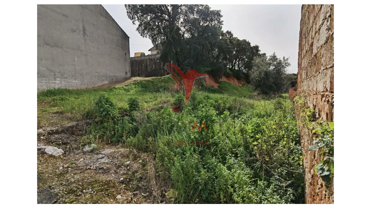 Terreno para Venda em Alcanena e Vila Moreira Foto 17