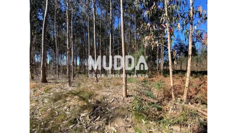 Terreno para Venda em Albergaria-A-Velha e Valmaior