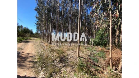 Terreno para Venda em Albergaria-A-Velha e Valmaior