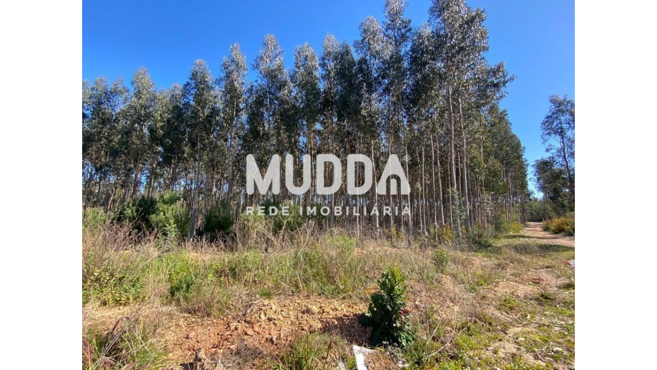 Terreno para Venda em Albergaria-A-Velha e Valmaior Foto 3