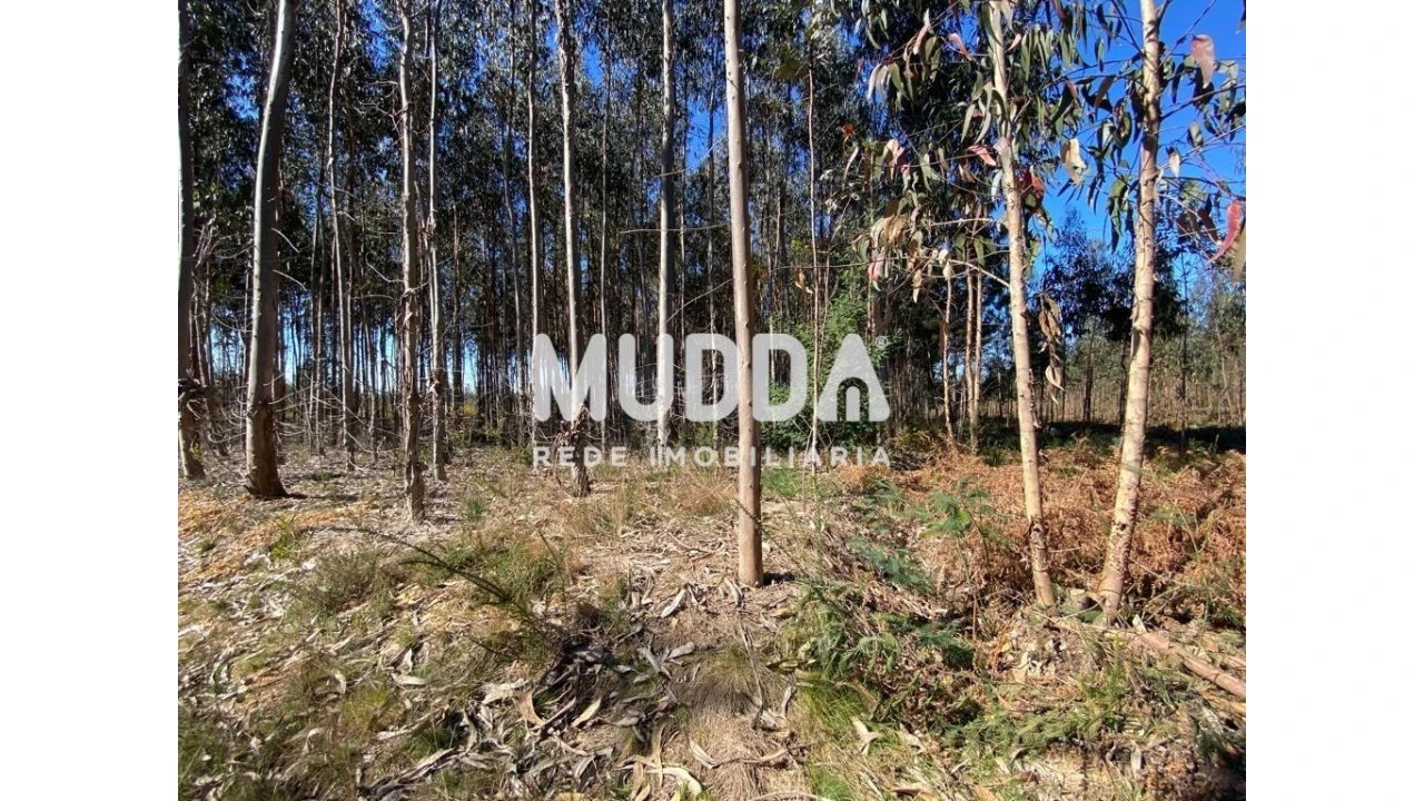 Terreno para Venda em Albergaria-A-Velha e Valmaior Foto 8