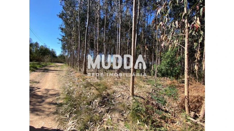 Terreno para Venda em Albergaria-A-Velha e Valmaior Foto 1