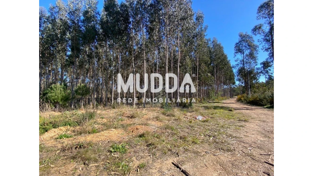 Terreno para Venda em Albergaria-A-Velha e Valmaior Foto 2