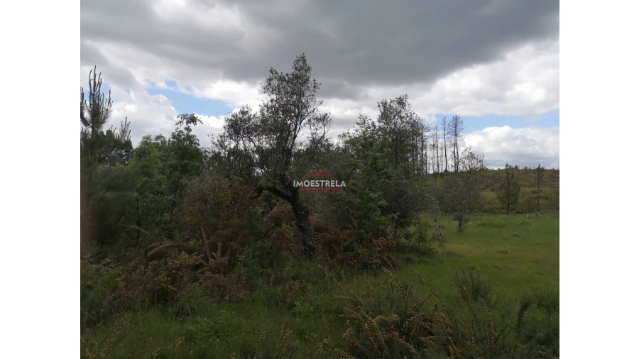 Terreno Agricola ou Rústico para Venda em Santiago Foto 5