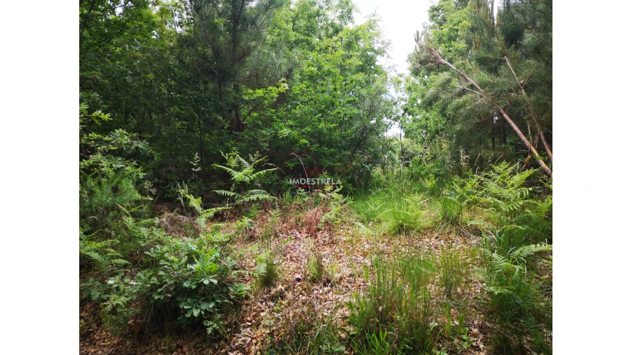 Terreno Agricola ou Rústico para Venda em Santiago Foto 2