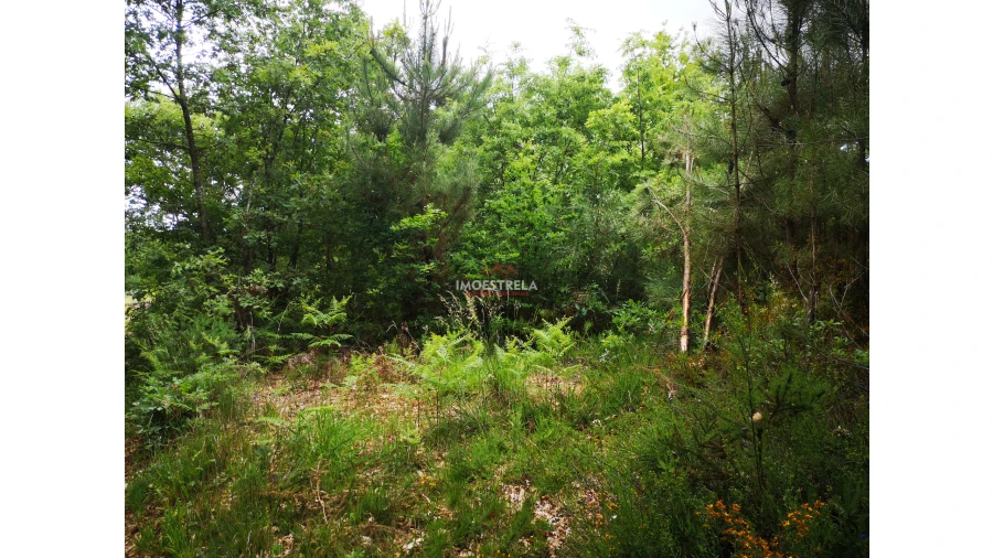 Terreno Agricola ou Rústico para Venda em Santiago Foto 3