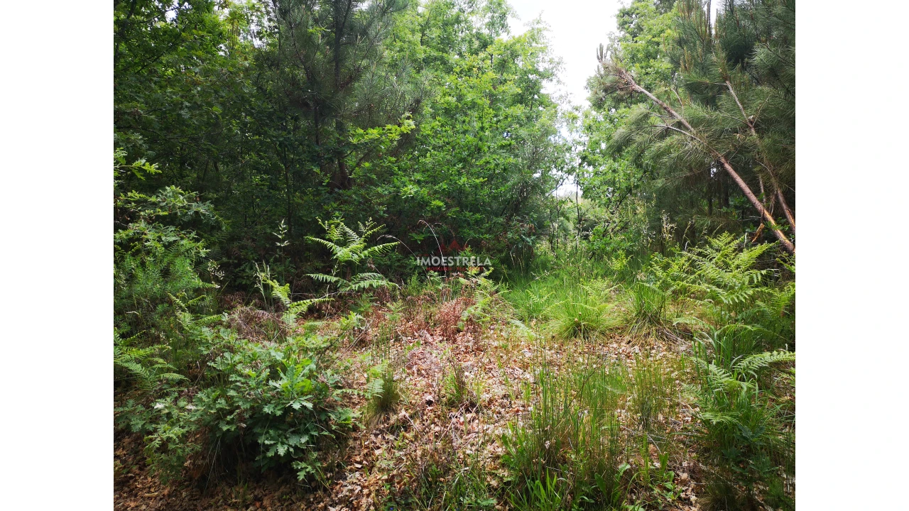 Terreno Agricola ou Rústico para Venda em Santiago Foto 2