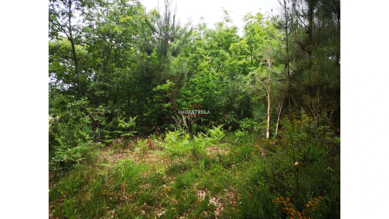 Terreno Agricola ou Rústico para Venda em Santiago Foto 3