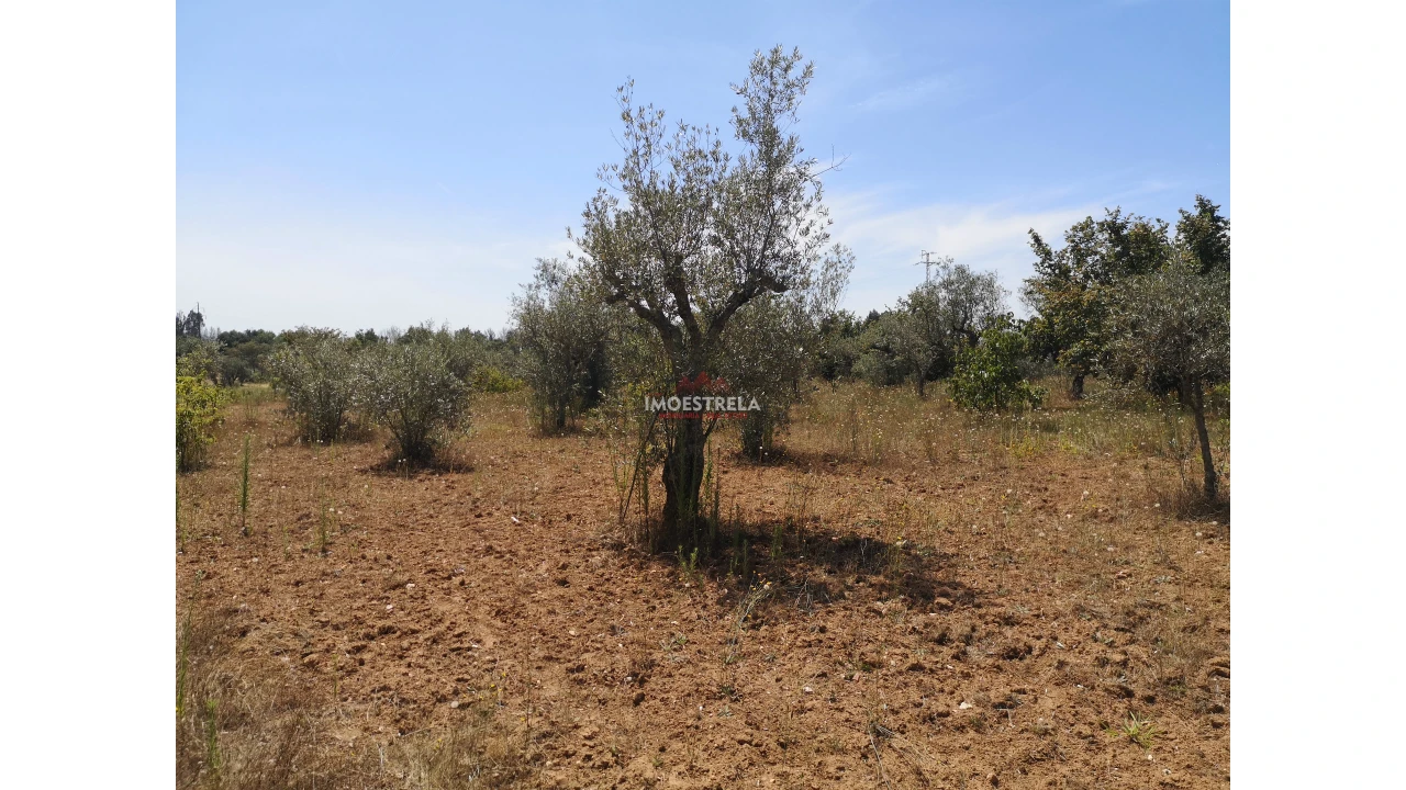 Terreno Agricola ou Rústico para Venda em Santiago Foto 2